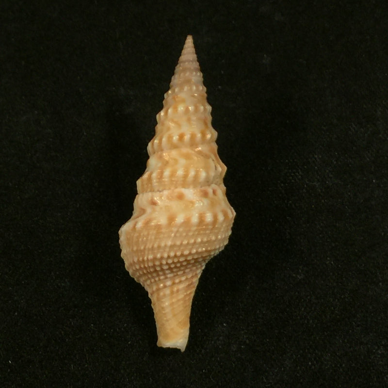 Turricula nelliae spuria (Hedley, 1922) - 36,5mm
