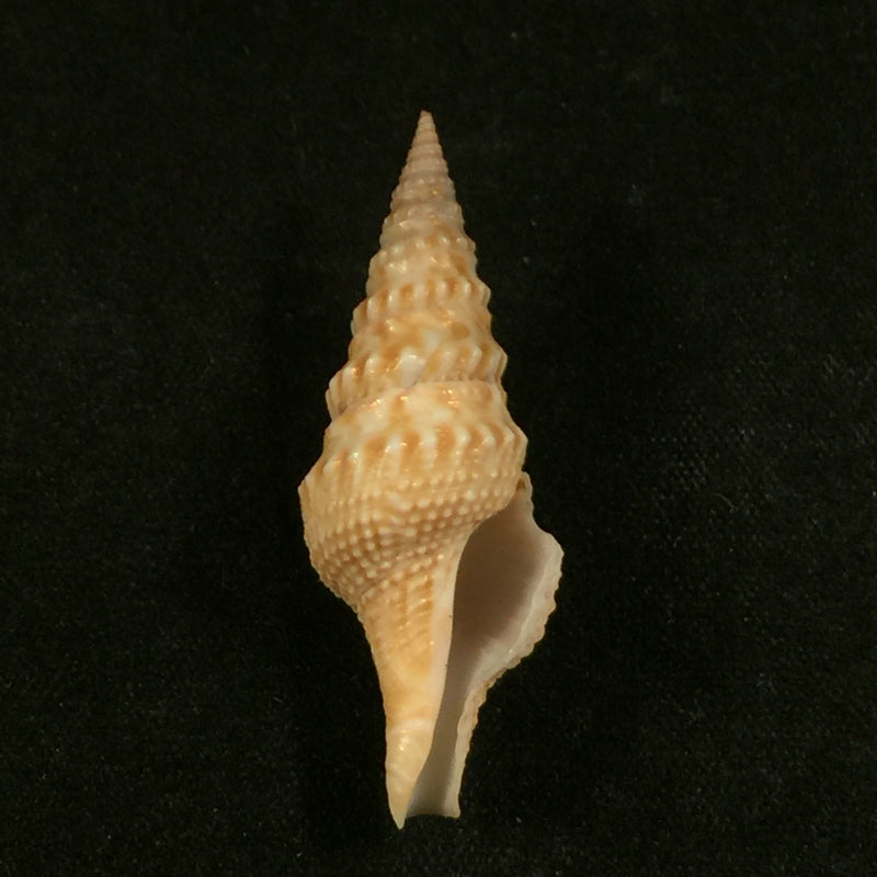Turricula nelliae spuria (Hedley, 1922) - 36,5mm