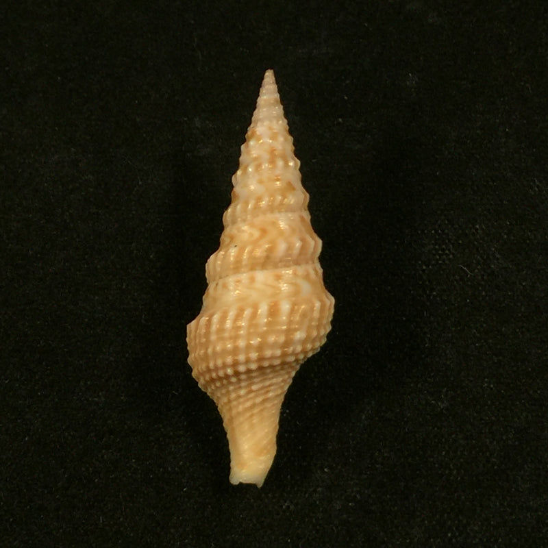 Turricula nelliae spuria (Hedley, 1922) - 33,2mm