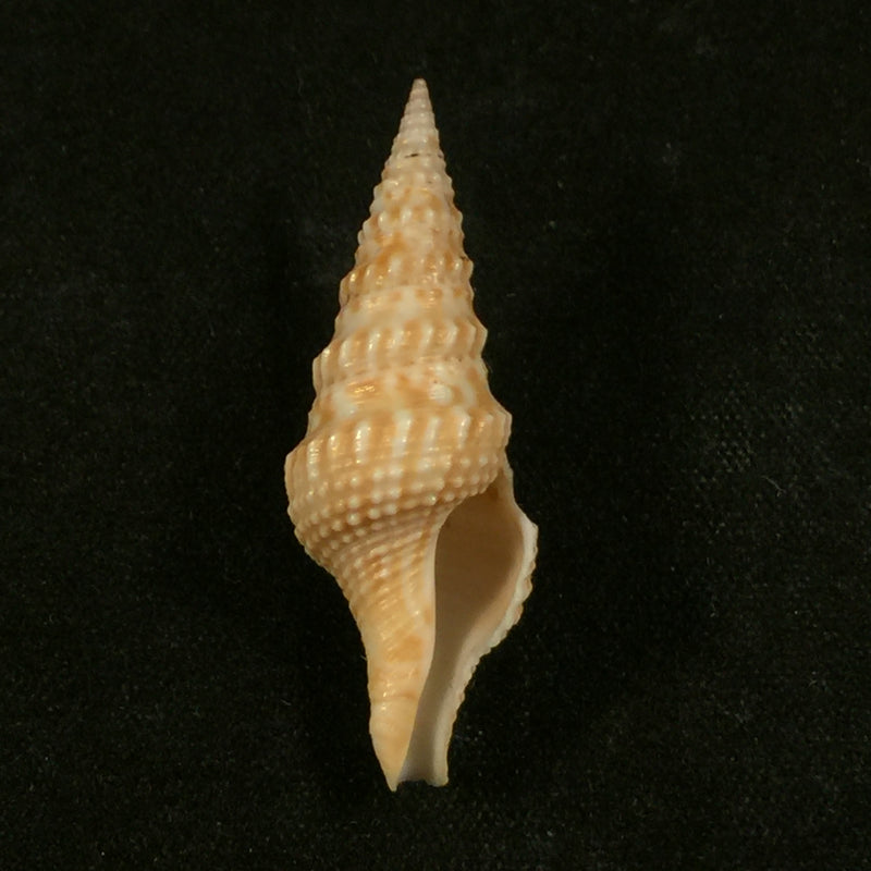 Turricula nelliae spuria (Hedley, 1922) - 33,2mm
