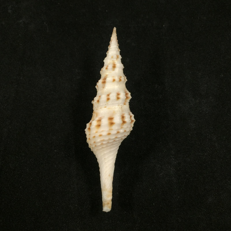 Cruziturricula arcuata (Reeve, 1843) - 58,9mm