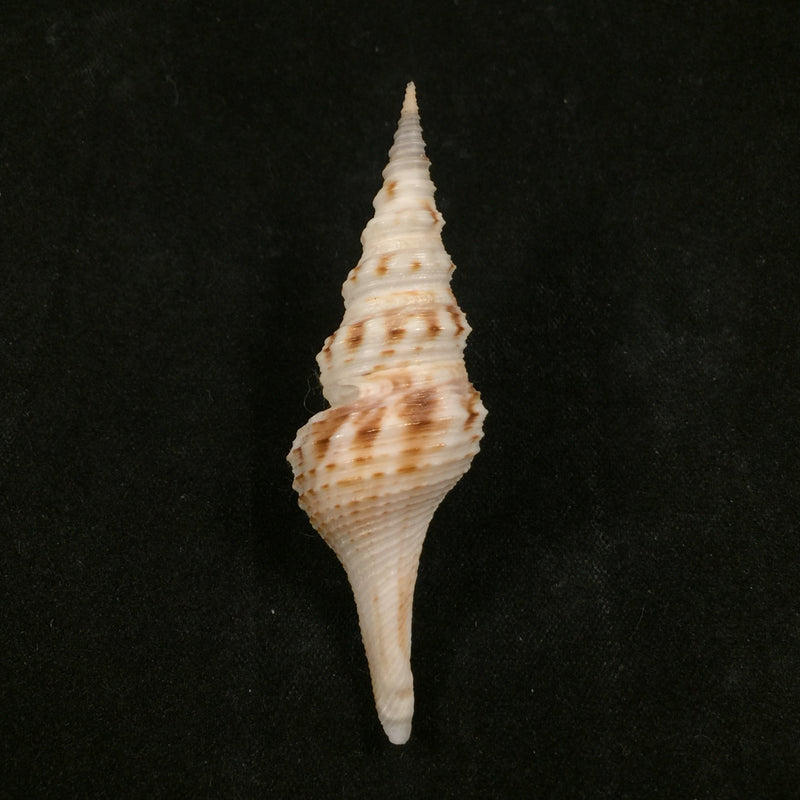 Cruziturricula arcuata (Reeve, 1843) - 59,85mm