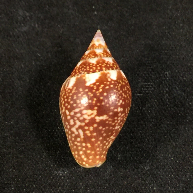 Columbella fuscata G. B. Sowerby I, 1832 - 20,5mm