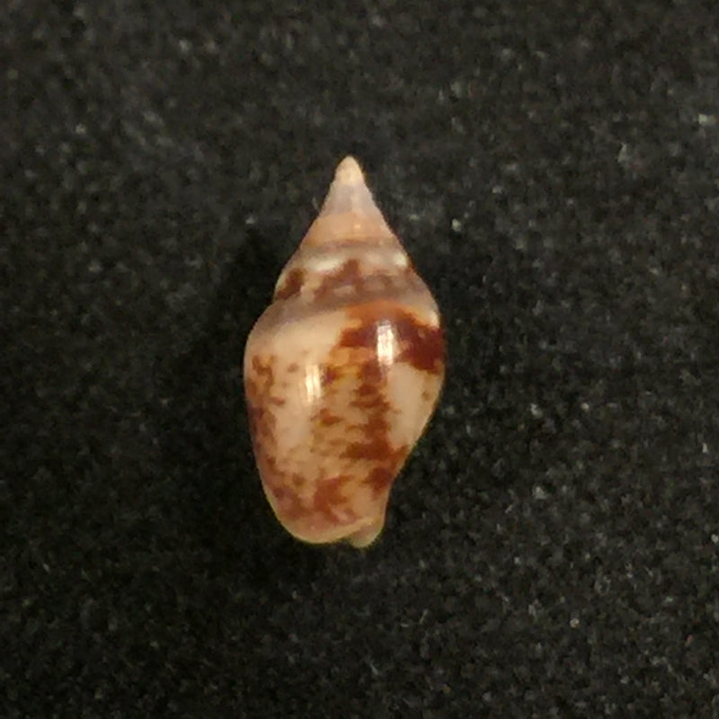 Columbella sonsonatensis (Mörch, 1860) - 8,1mm