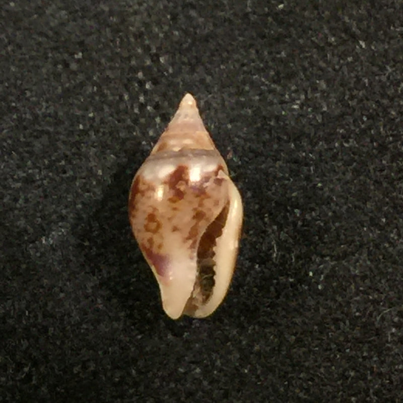 Columbella sonsonatensis (Mörch, 1860) - 8,1mm