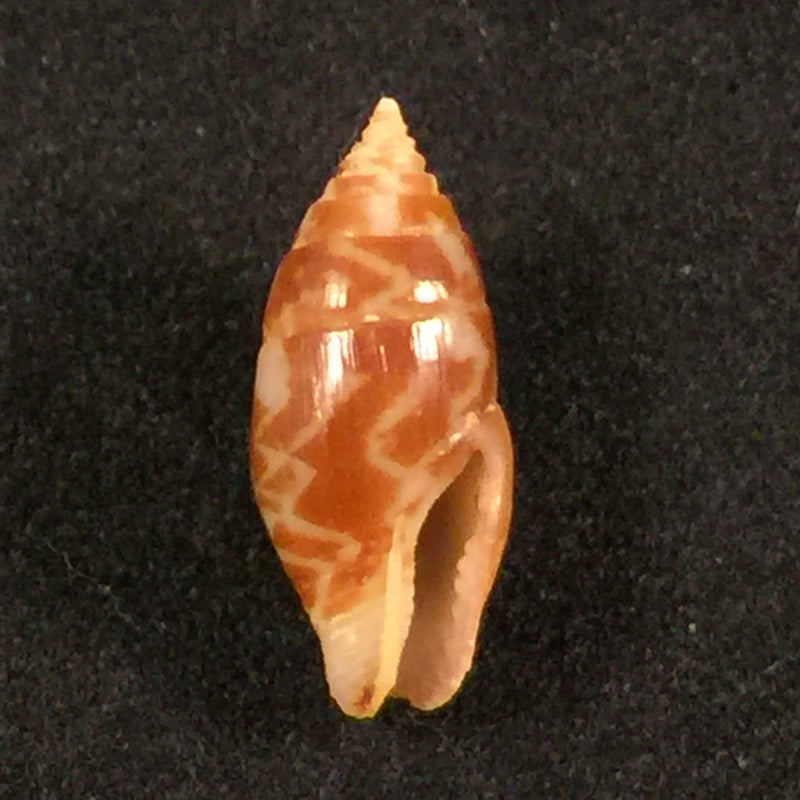 Pyrene obtusa (G. B. Sowerby I, 1832) - 15,1mm