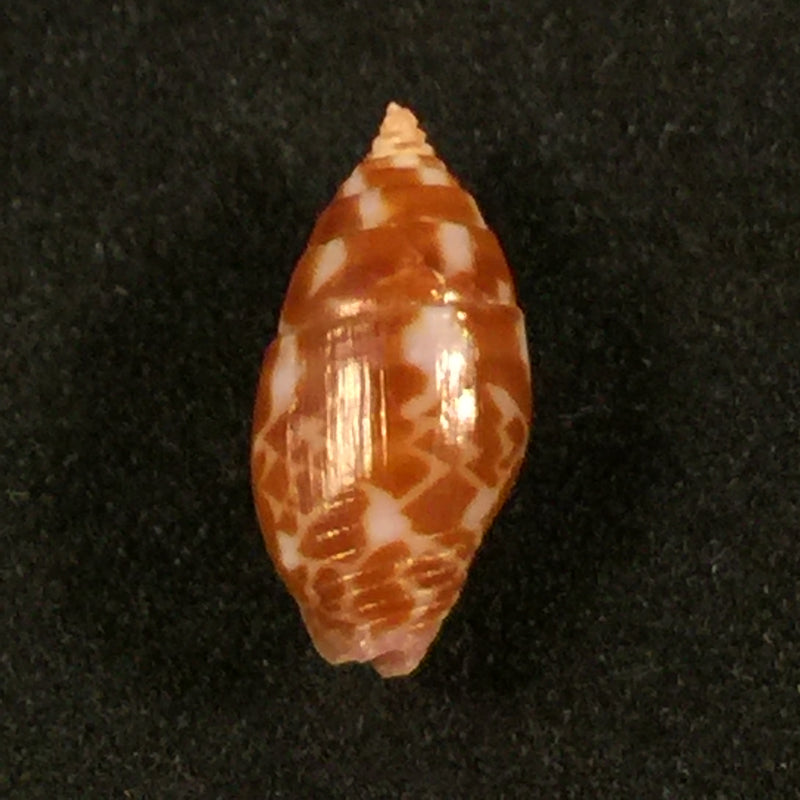 Pyrene obtusa (G. B. Sowerby I, 1832) - 14,3mm