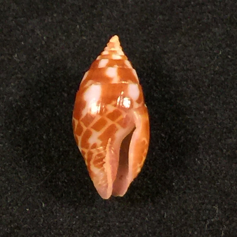 Pyrene obtusa (G. B. Sowerby I, 1832) - 14,3mm
