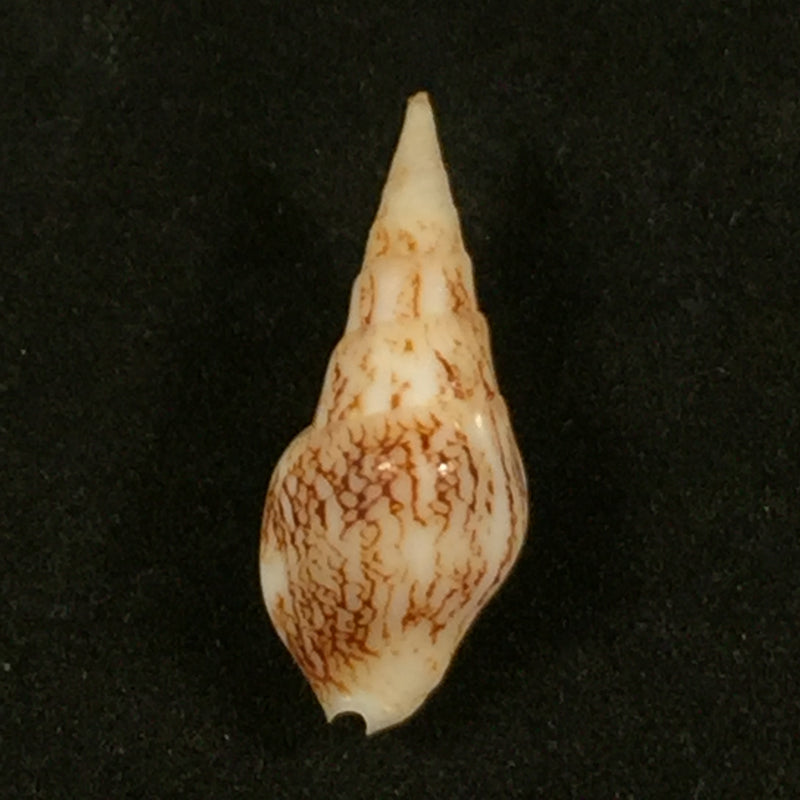 Sincola dorsata (G. B. Sowerby I, 1832) - 24,2mm