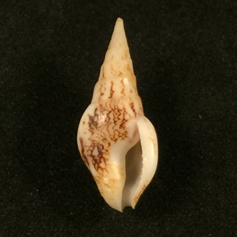 Sincola dorsata (G. B. Sowerby I, 1832) - 24,2mm