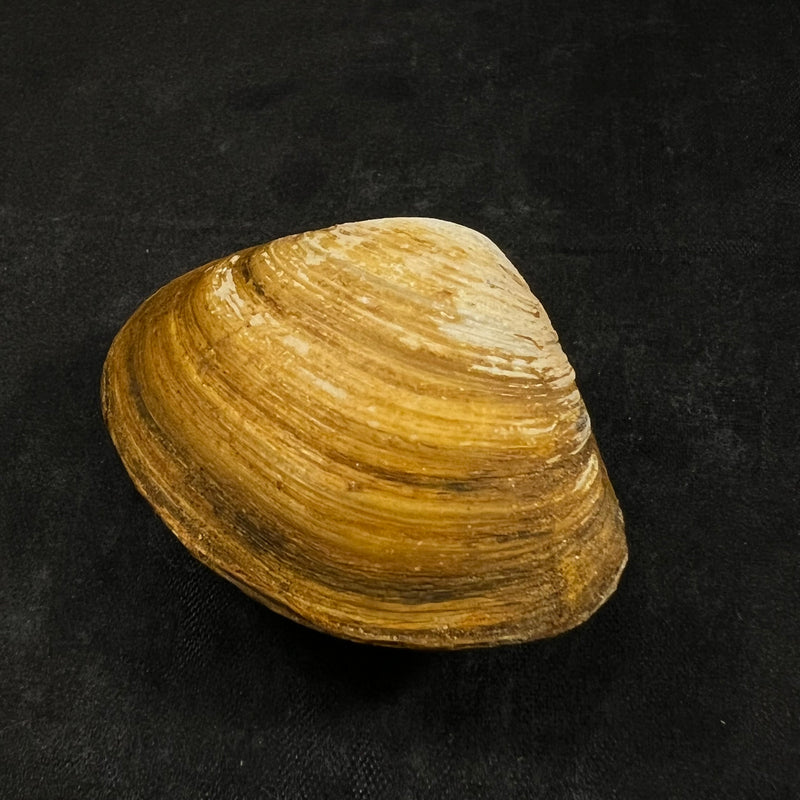 Mactra isabelleana d'Orbigny, 1846 - 50,1mm