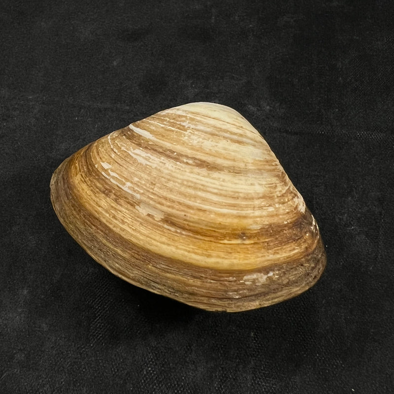 Mactra isabelleana d'Orbigny, 1846 - 49,5mm