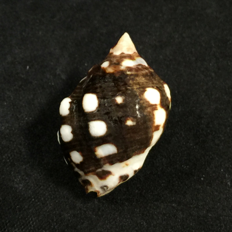 Acanthina brevidentata (W. Wood, 1828) - 27,1mm