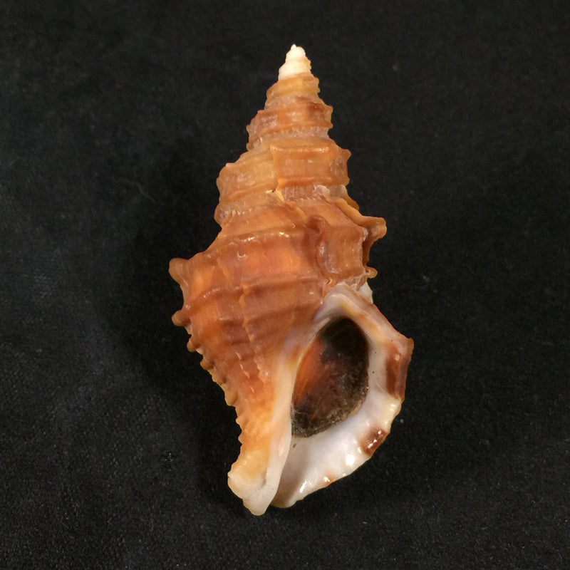Nucella lamellosa (cf. hormica) (Gmelin, 1798) - 49,5mm