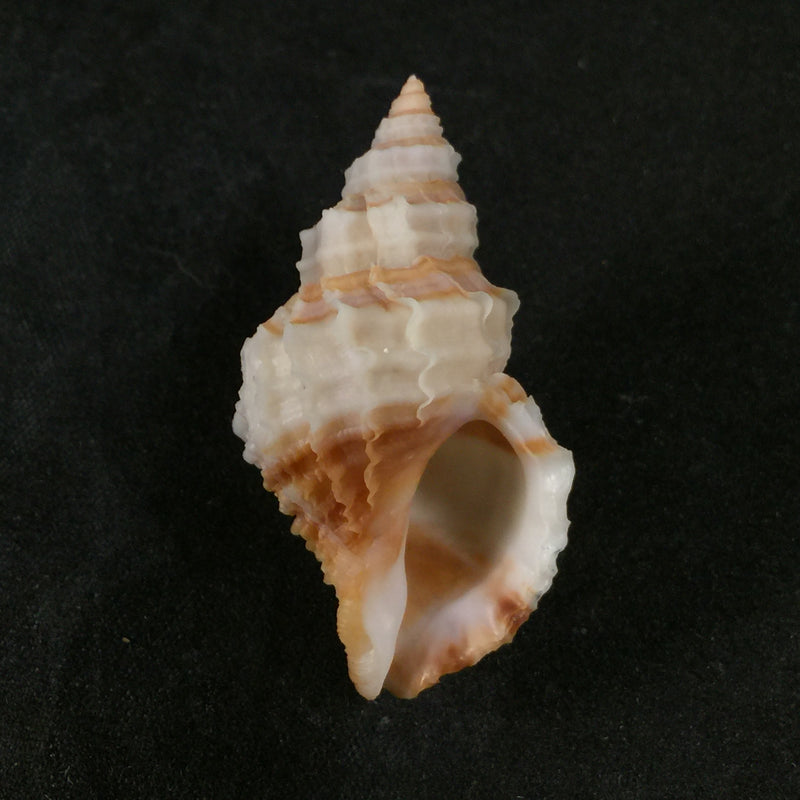 Nucella lamellosa lamellosa (Gmelin, 1798) - 41,6mm