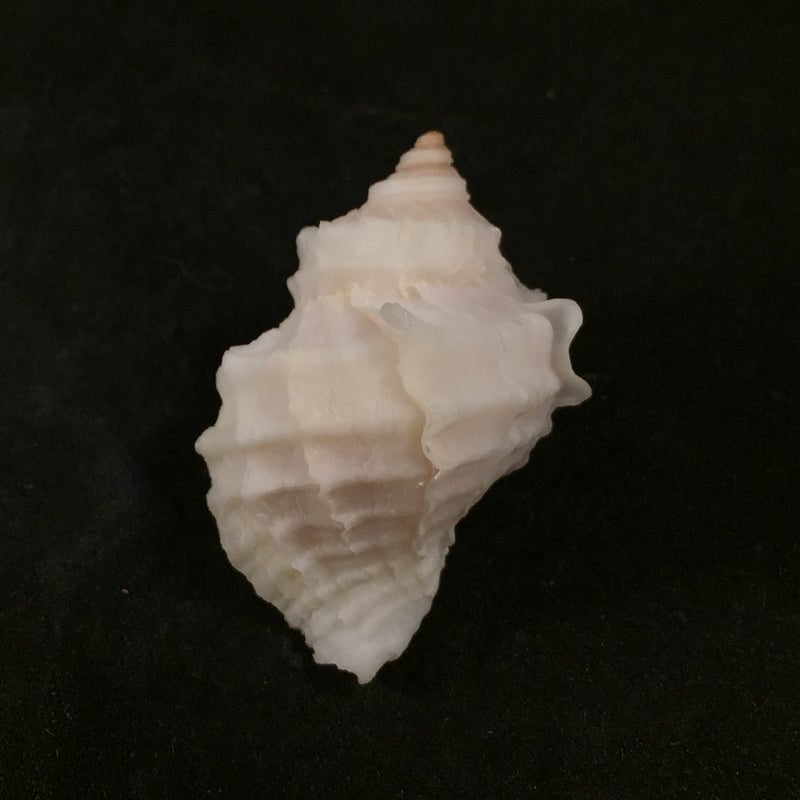 Nucella lamellosa (cf. franciskana) (Gmelin, 1798) - 40,4mm