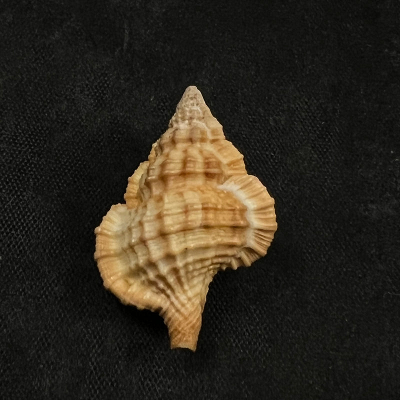 Gyrineum bituberculare (Lamarck, 1816) - 29mm