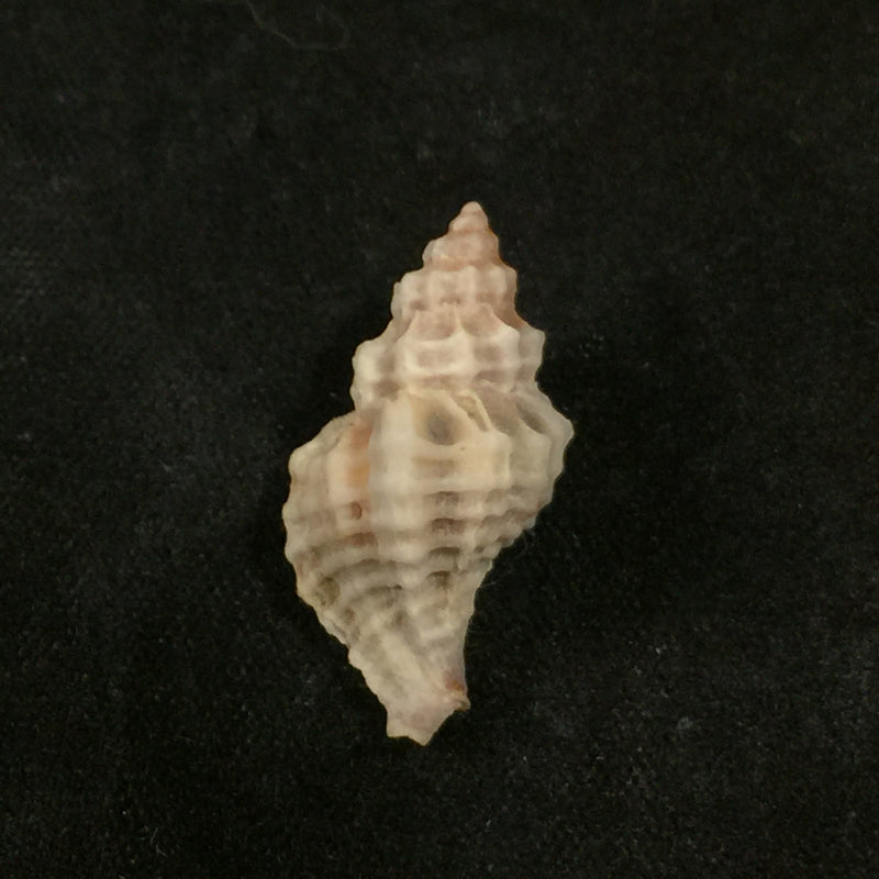 Urosalpinx tampaensis (Conrad, 1846) - 21,5mm