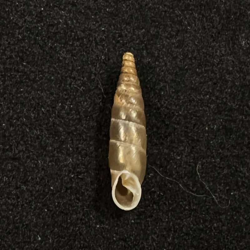 Delima blanda conspurcata (Rossmassler, 1836) - 13,1mm