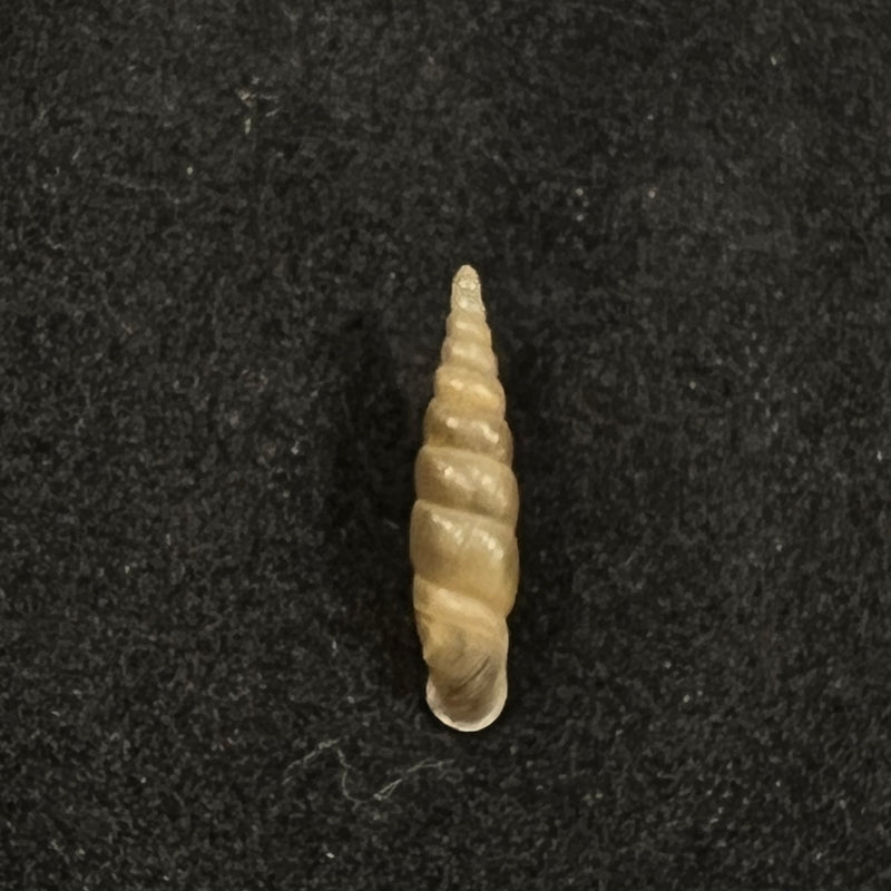 Euphaedusa subaculus (Pilsbry, 1902) - 13mm
