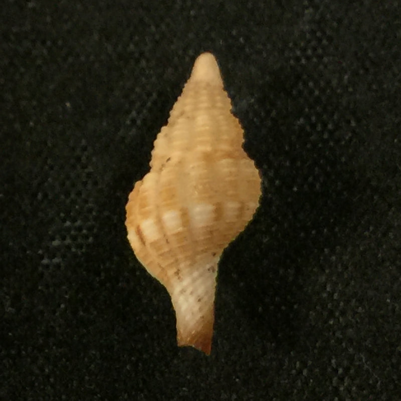 Pseudolatirus kuroseanus (Okutani, 1975) - 15,1mm