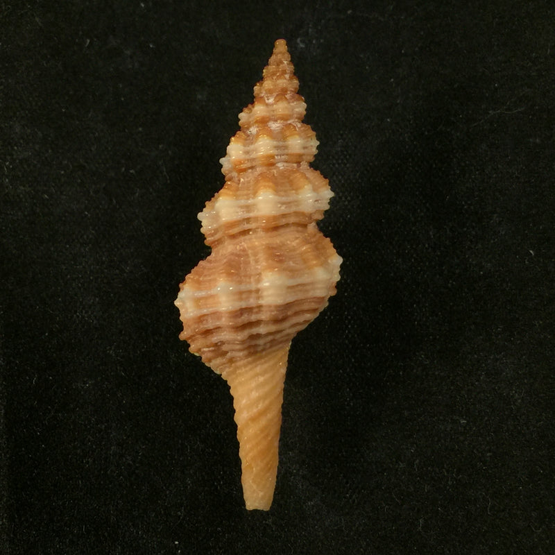 Fusinus pulchellus (Philippi, 1840) - 41,7mm