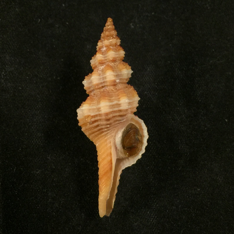 Fusinus pulchellus (Philippi, 1840) - 41,7mm