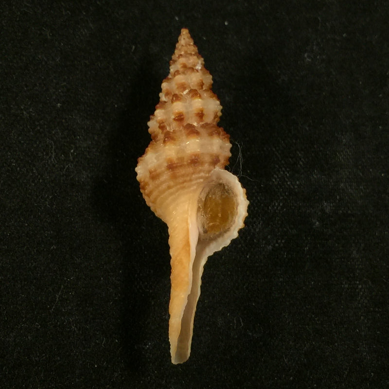 Fusinus pulchellus (Philippi, 1840) - 39mm