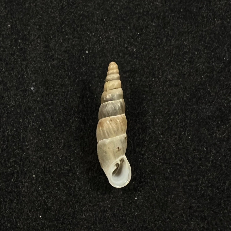 Alopia hildergardae hildergardae Kimakowicz, 1931 - 14,9mm