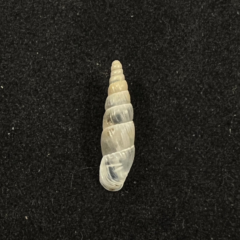 Alopia hildergardae hildergardae Kimakowicz, 1931 - 14mm