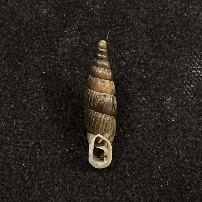 Alopia bogatensis bogatensis Bielz, 1856 - 14,2mm