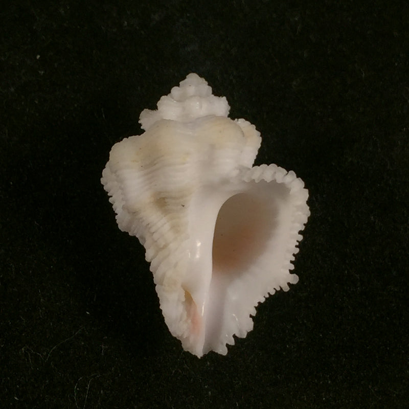 Coralliophila galea (Dillwyn, 1823) - 21,9mm