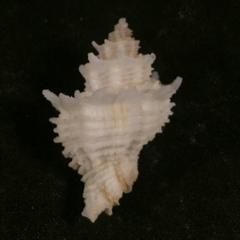 Babelomurex basilium (Penna-Neme & Leme, 1978) - 29,7mm