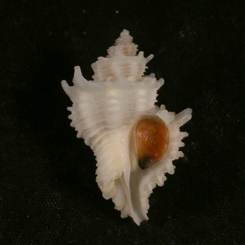 Babelomurex basilium (Penna-Neme & Leme, 1978) - 29,7mm