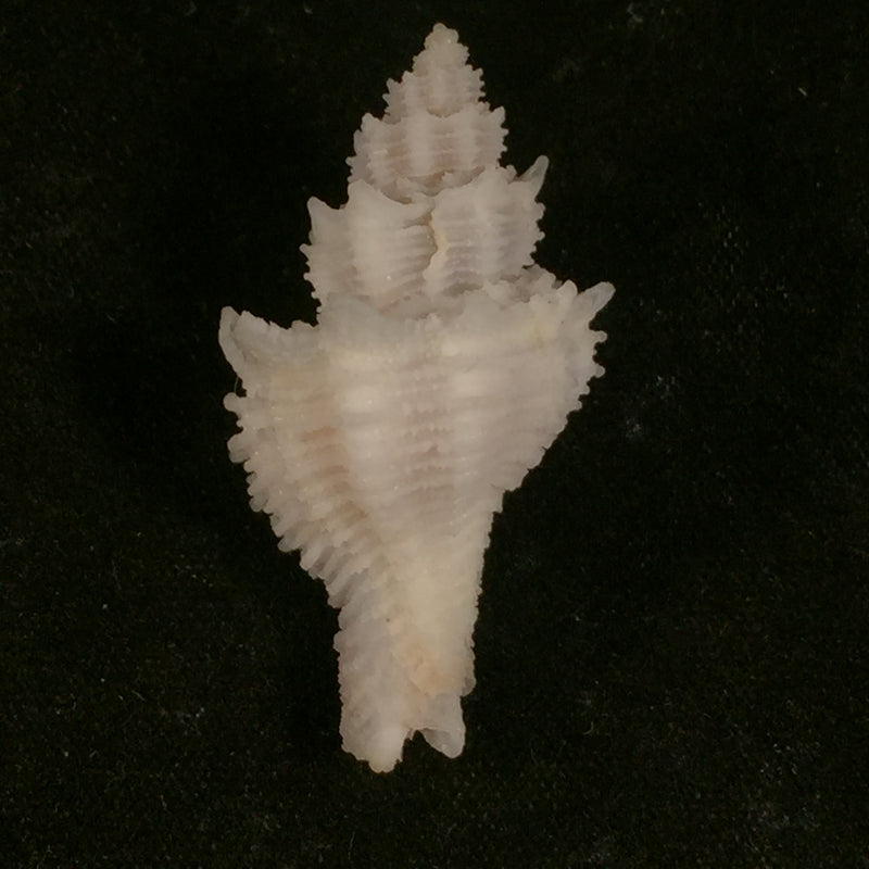 Babelomurex basilium (Penna-Neme & Leme, 1978) - 33,8mm