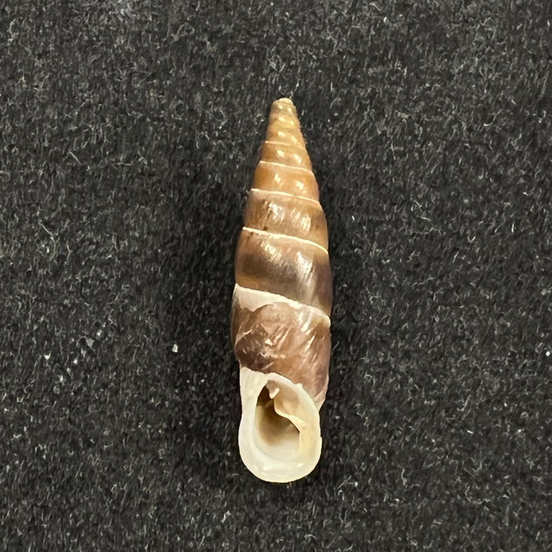 Alopia plumbea plumbea (Rossmassler, 1839) - 17,1mm