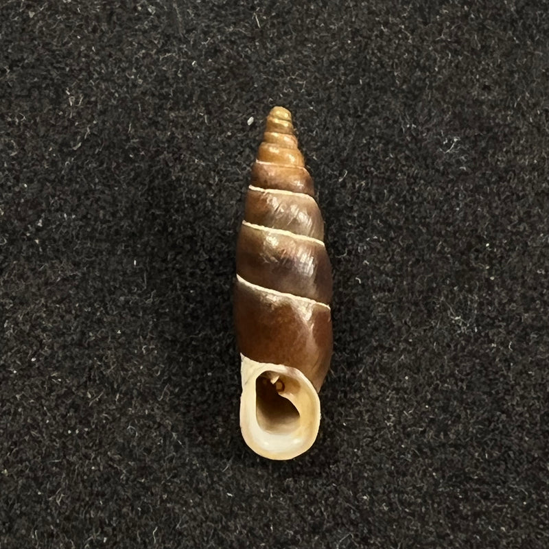 Alopia plumbea schmidti (Kimakowicz, 1894) - 15,3mm