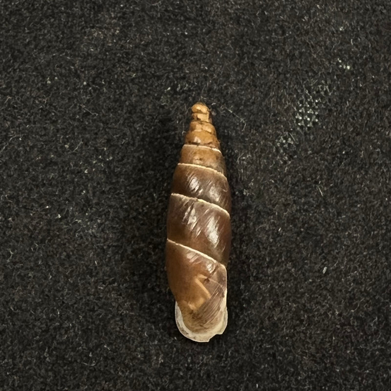Alopia plumbea schmidti (Kimakowicz, 1894) - 16,2mm