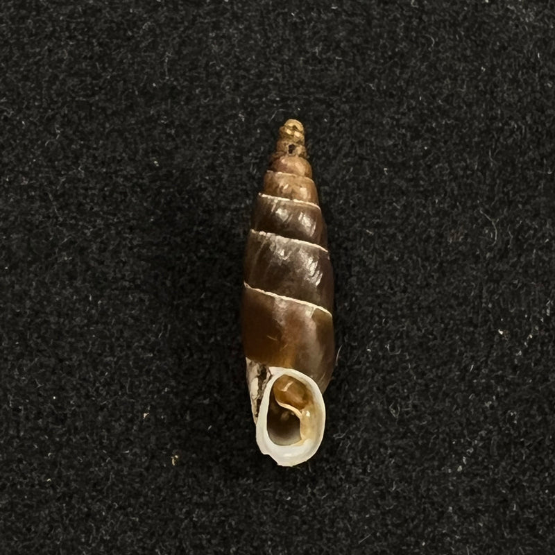 Alopia plumbea schmidti (Kimakowicz, 1894) - 16,2mm
