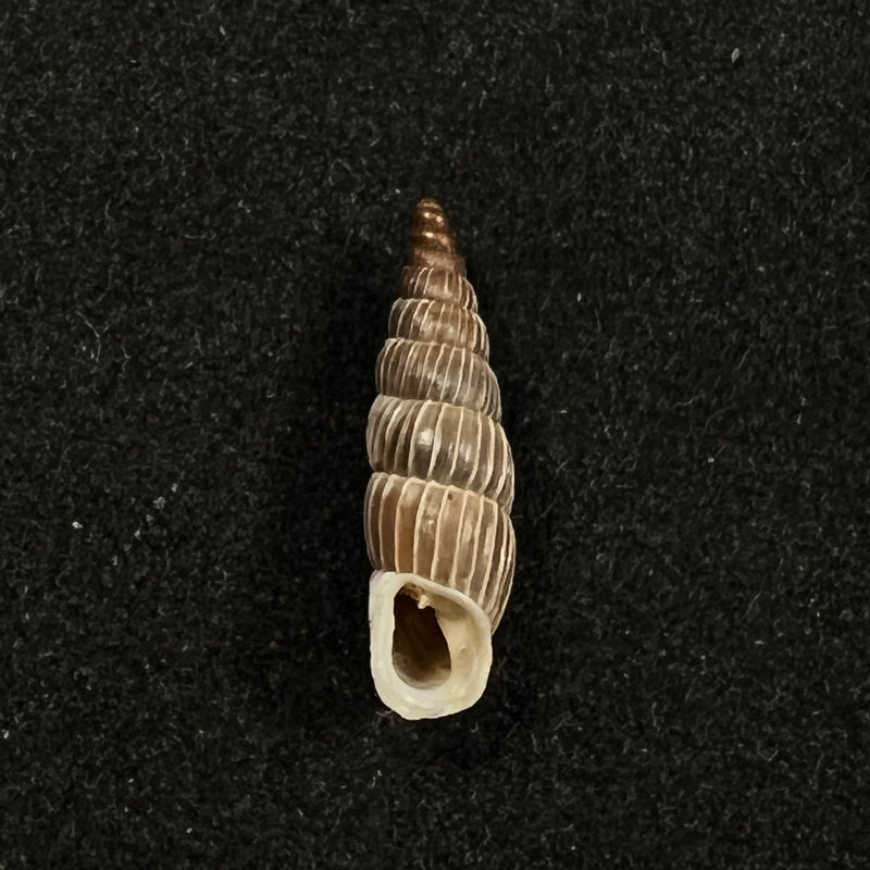 Alopia canescens mirabilis Kimakowicz, 1894 - 14,8mm