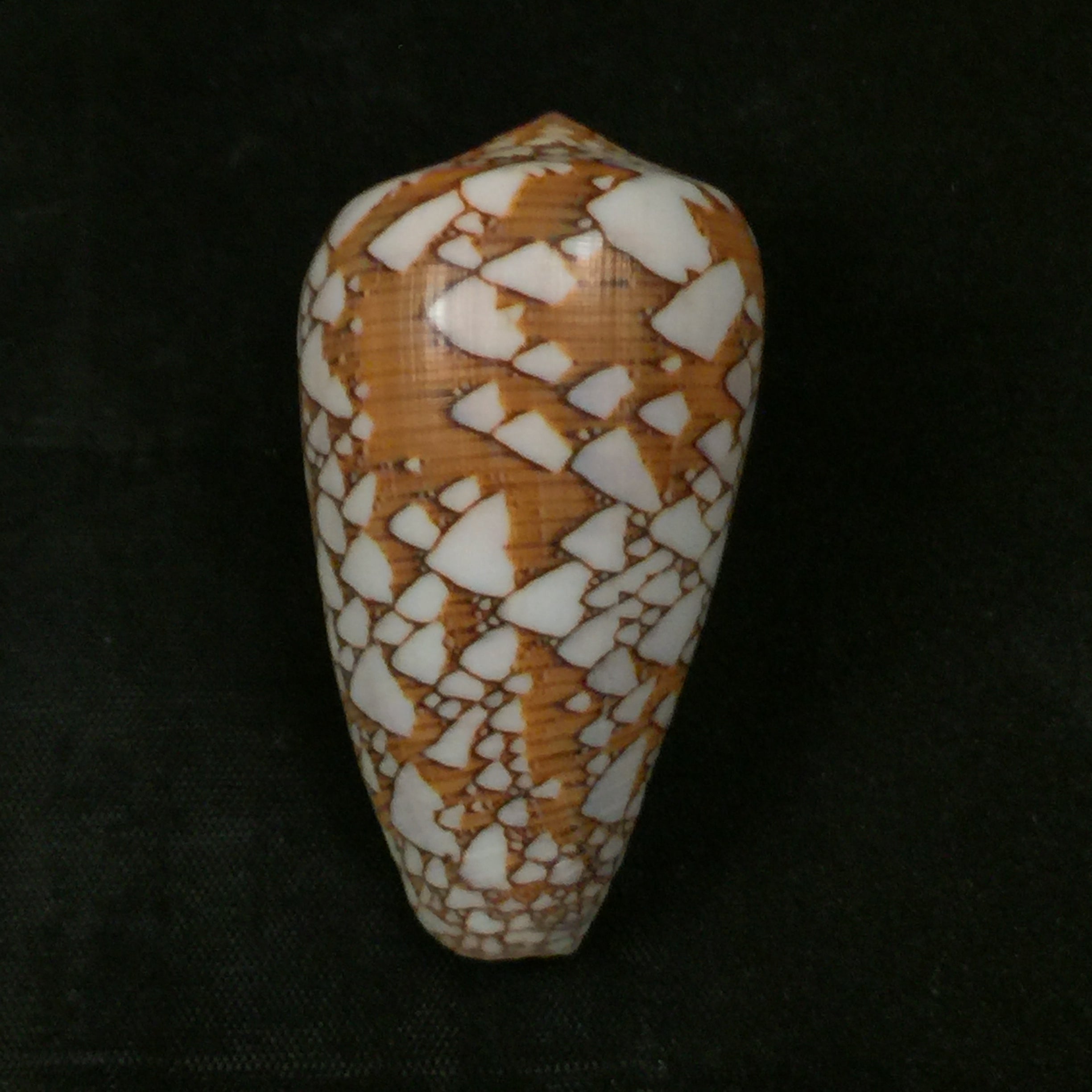 Darioconus behelokensis (Lauer, 1989) - 51,9mm