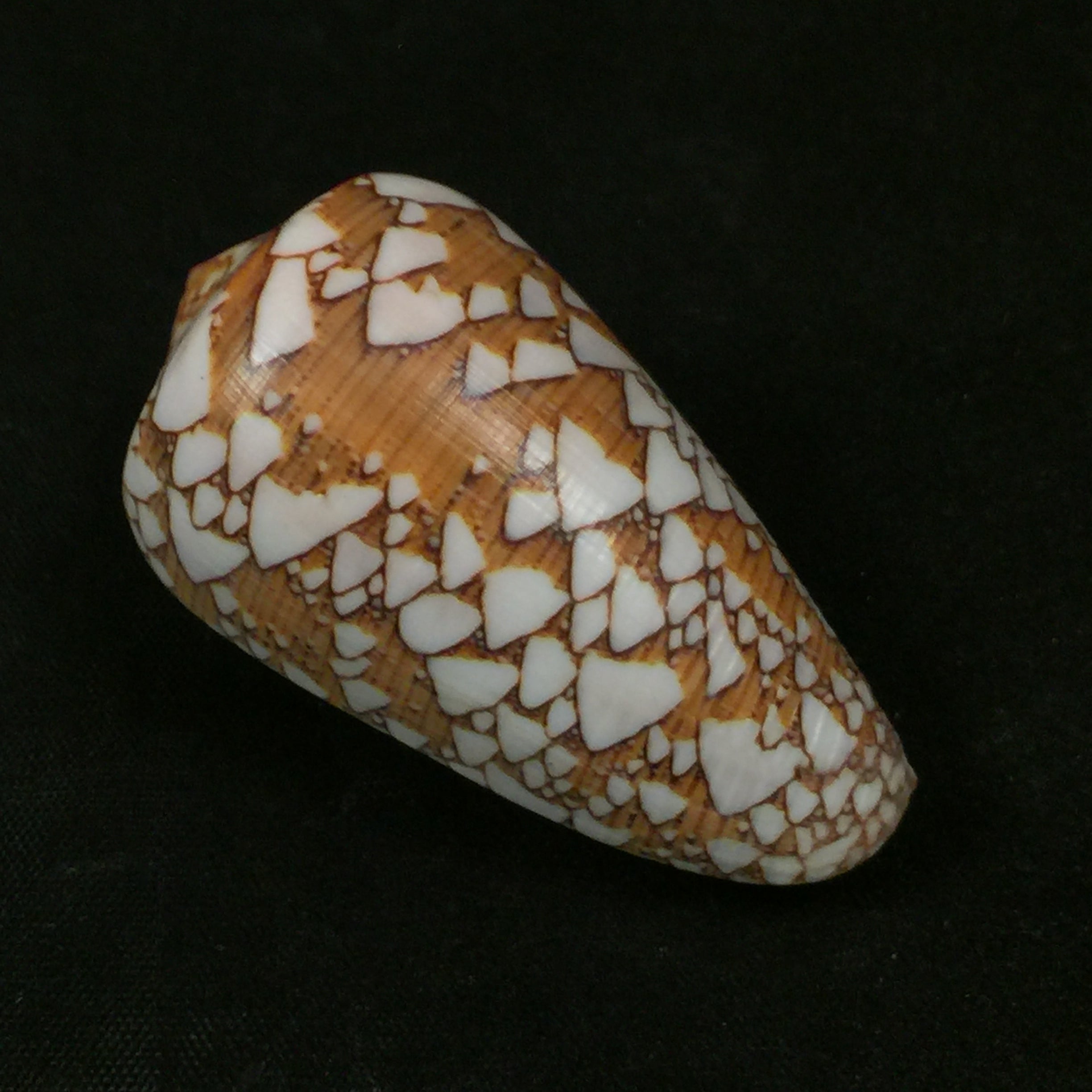 Darioconus behelokensis (Lauer, 1989) - 51,9mm