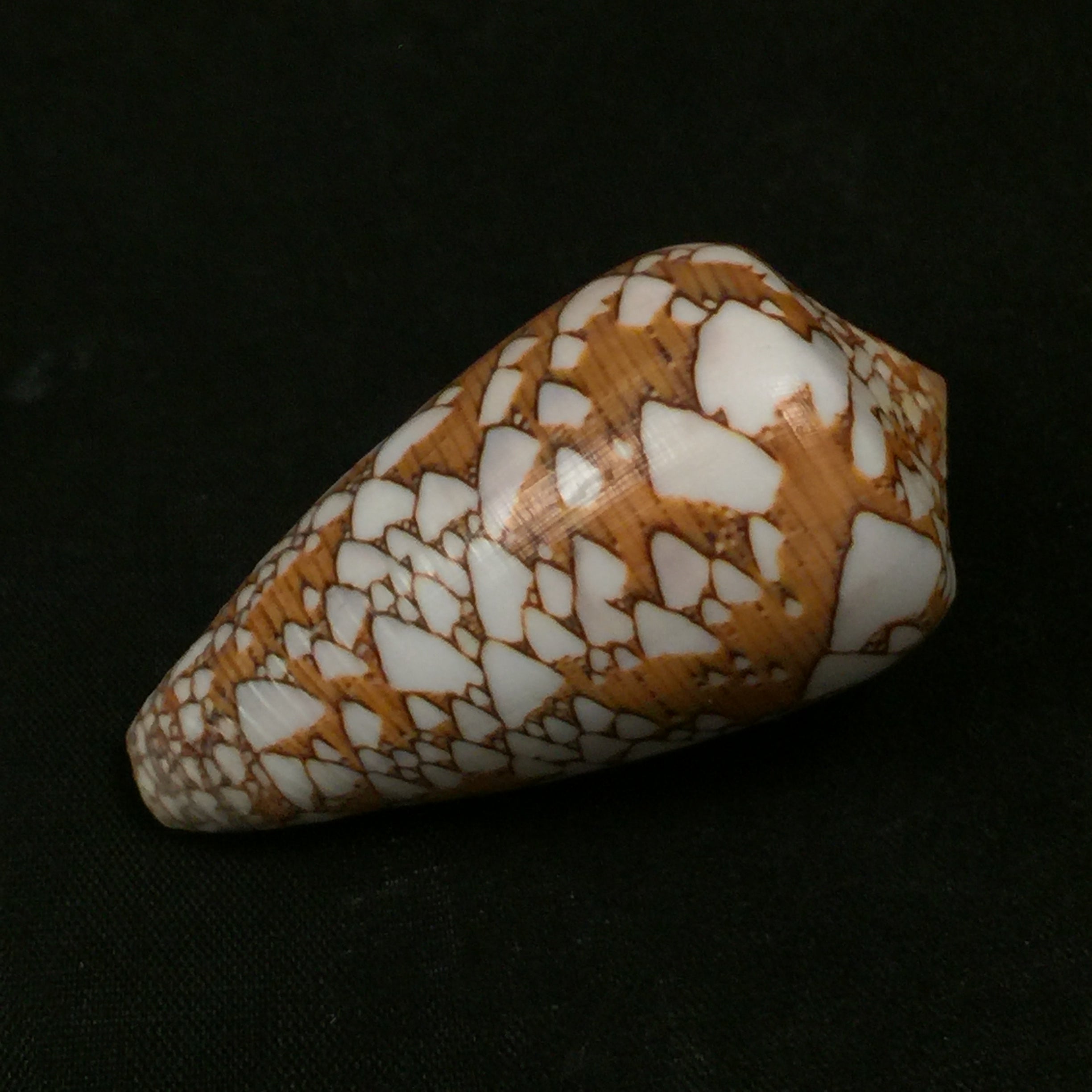 Darioconus behelokensis (Lauer, 1989) - 51,9mm