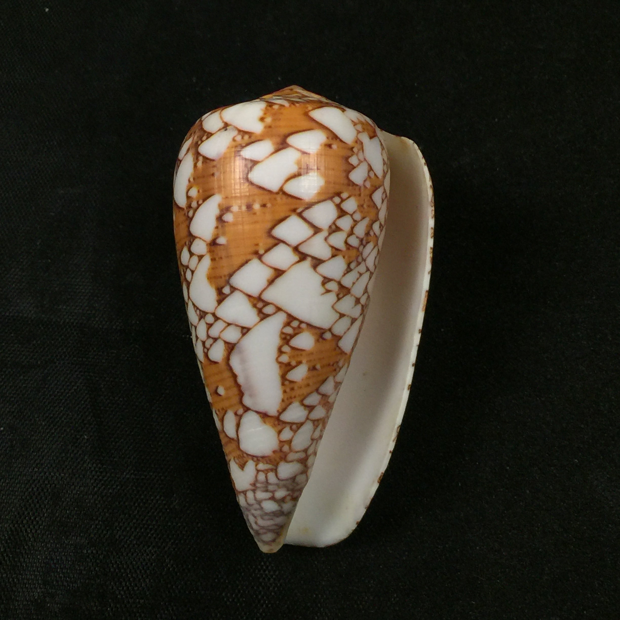 Darioconus behelokensis (Lauer, 1989) - 51,9mm