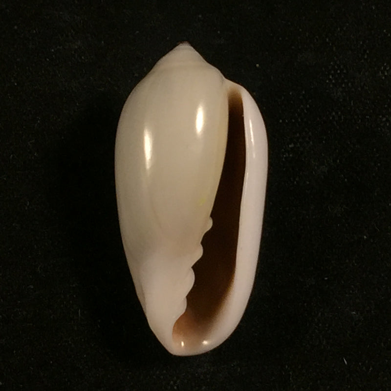 Prunum sapotilla (Hinds, 1844) - 26,1mm