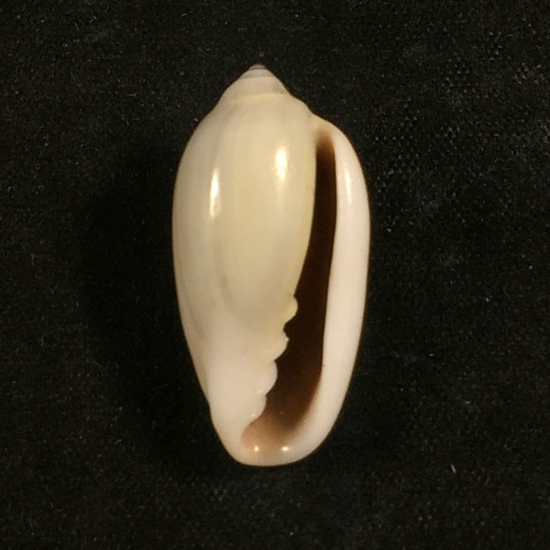 Prunum sapotilla (Hinds, 1844) - 24,9mm