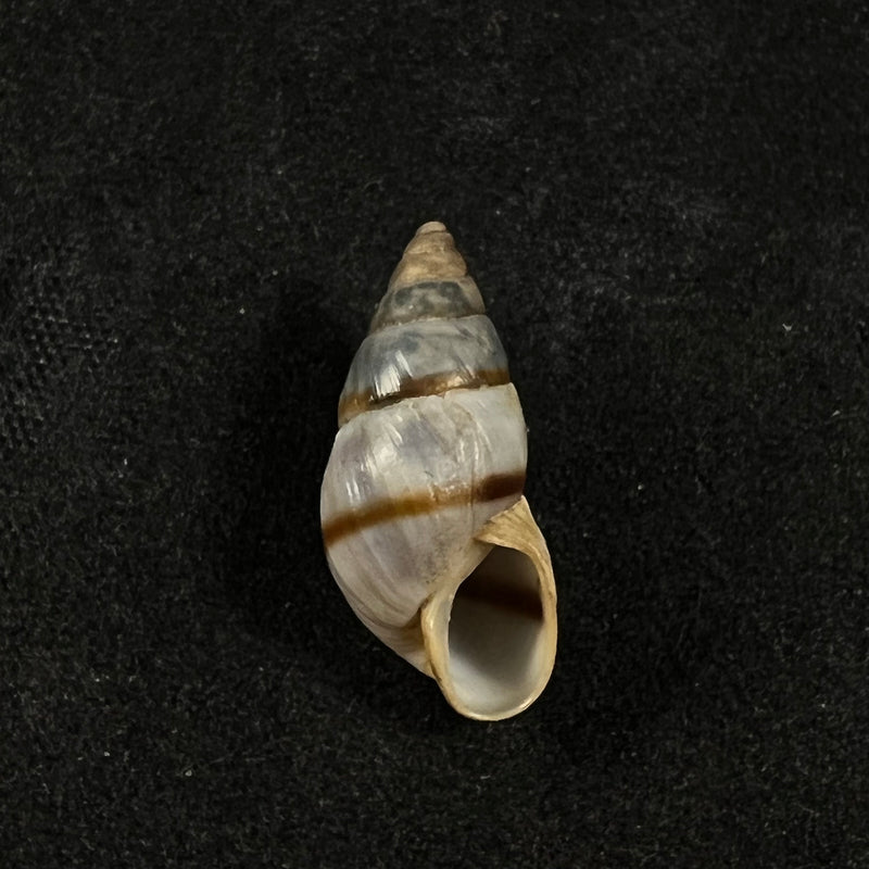Bulimulus guadalupensis (Bruguière, 1789) - 18,2mm