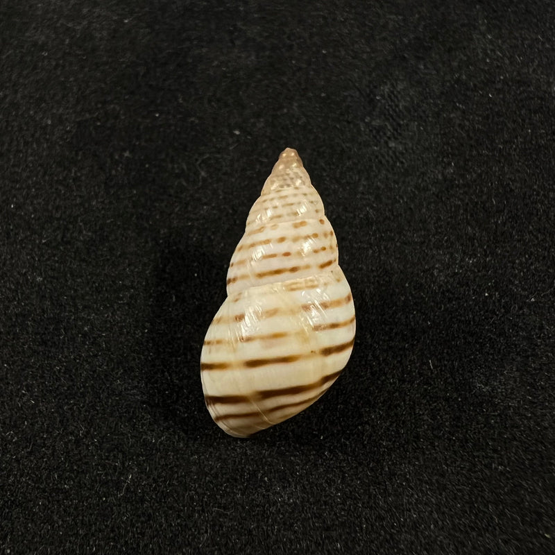 Bostryx punctilineatus (Haas, 1951) - 18,9mm