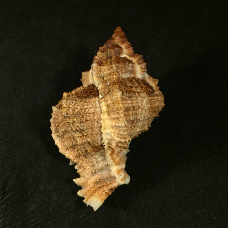 Phyllonotus pomum (Gmelin, 1791) - 77,9mm