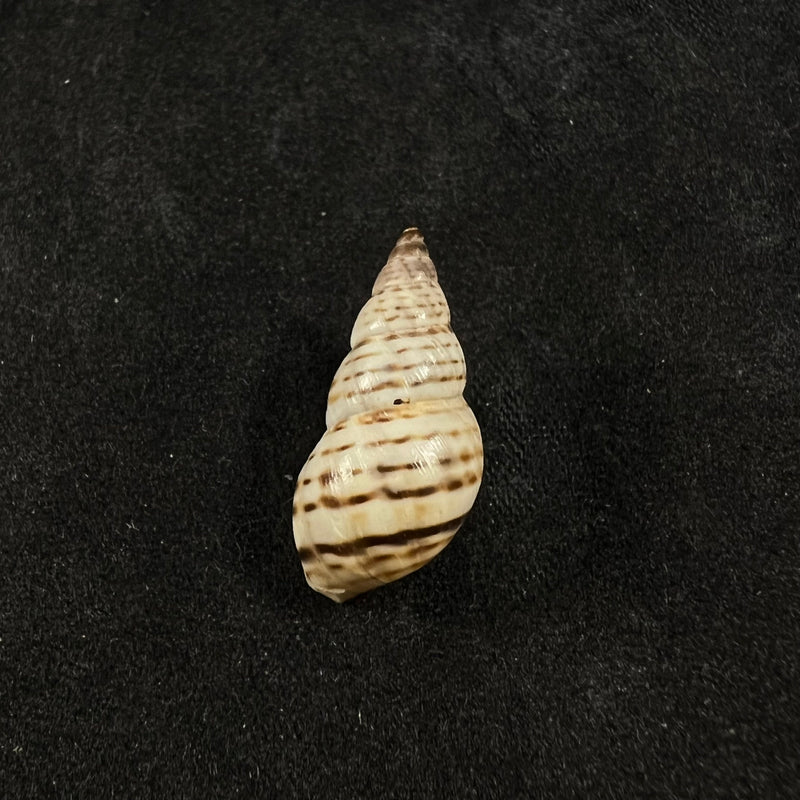 Bostryx punctilineatus (Haas, 1951) - 20,1mm